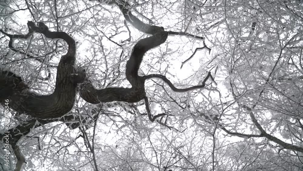 tree top spin