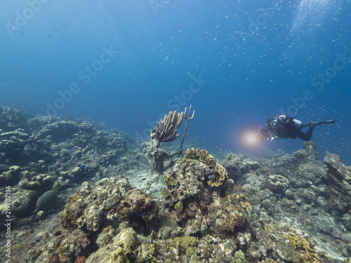 Seascape of coral reef   Caribbean Sea   Curacao with Neptun   Poseidon statue  various hard and soft corals  sponges and sea fan