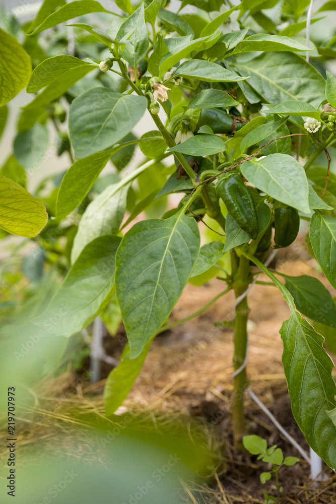Closeup of organic green paprica plants growing in a greenhouse. Farming. Harvesting. Heathy eating. Closeup of organic green paprica plants growing in a greenhouse. Farming. Harvesting. Heathy eating.