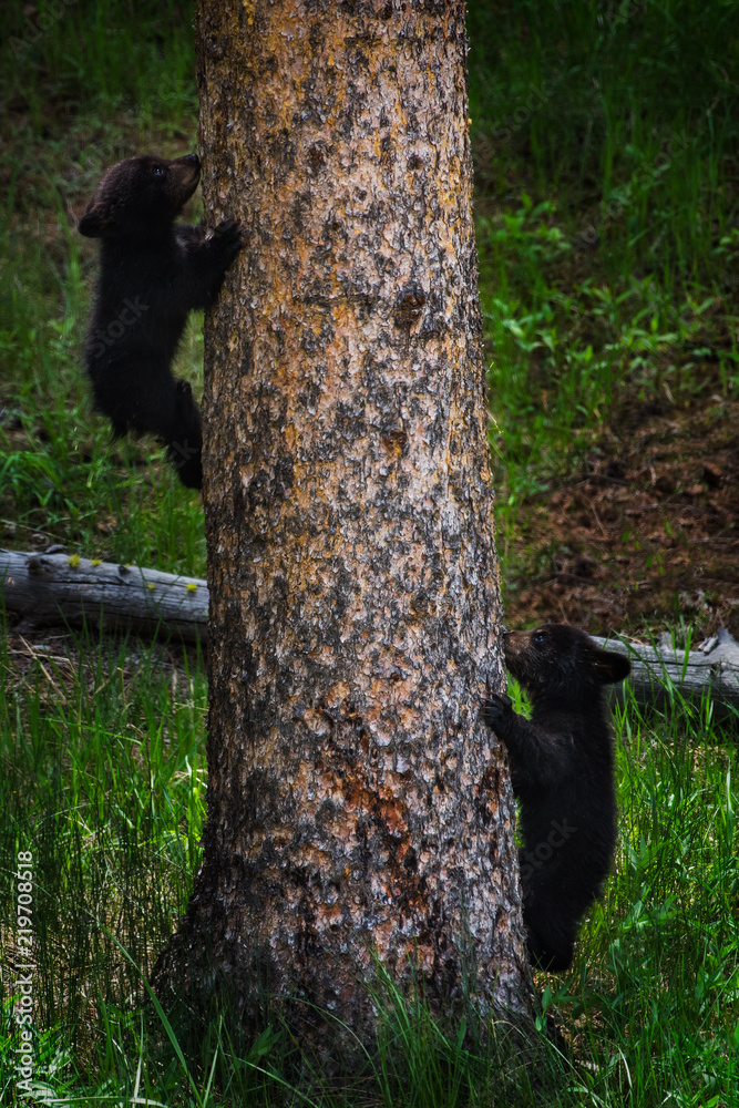 Obraz premium Black bear cubs racing up and down tree, Yellowstone National Park