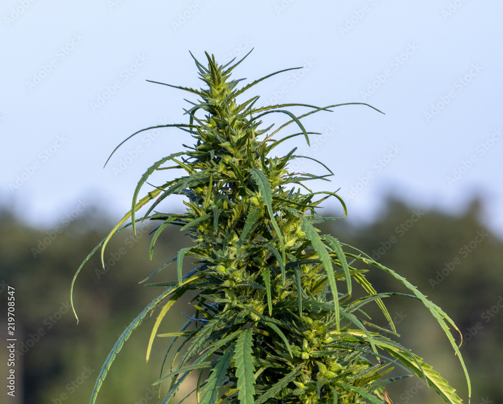 A marijuana bush, with strong branches on which ripe seeds. A marijuana bush, with strong branches on which ripe seeds.