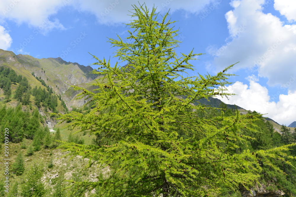 Lärchenbaum in Samnaun Schweiz 