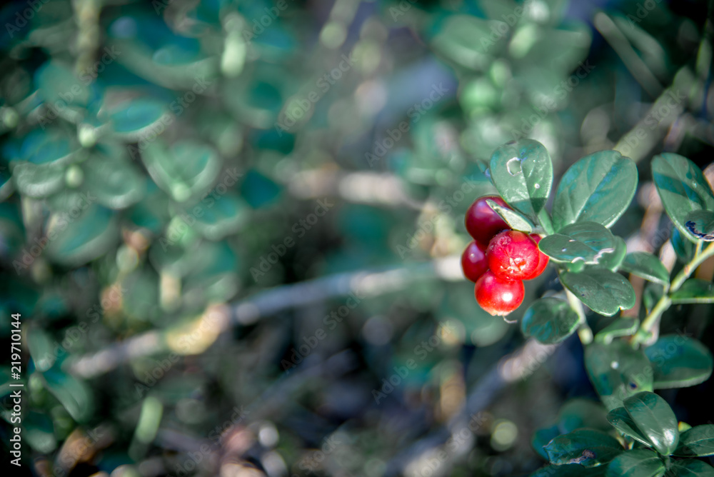 lingonberry on a background of foliage