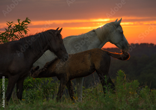 Free range horses at sunset  Appalachian Mountains  Kentucky