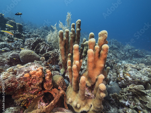 Seascape of coral reef / Caribbean Sea / Curacao with pillar coral, various hard and soft corals, sponges and sea fan
