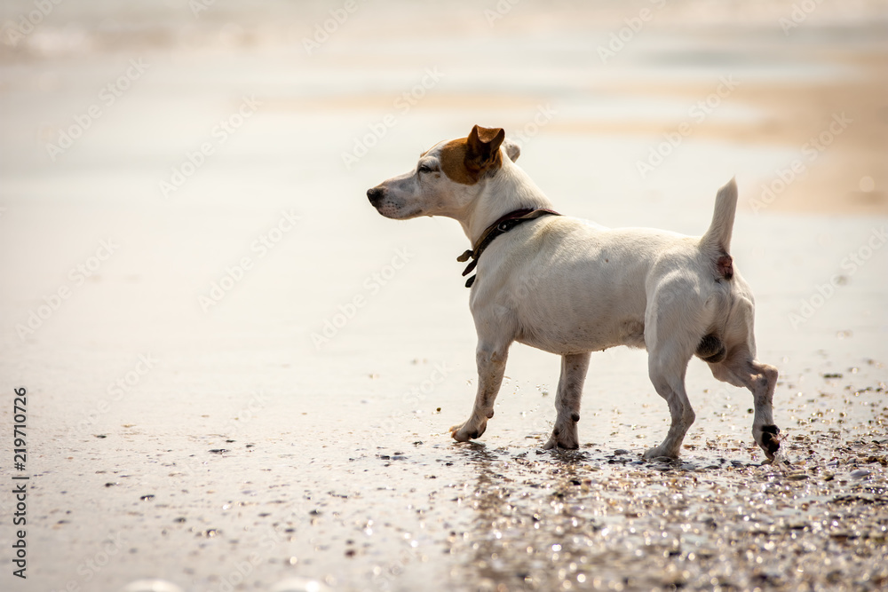 Jack Russel Terrier on the beach, playing with the sea waves. Jack Russel Terrier on the beach, playing with the sea waves.
