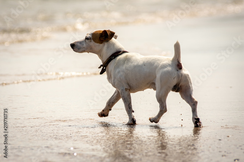 Jack Russel Terrier on the beach, playing with the sea waves.  © Hristo