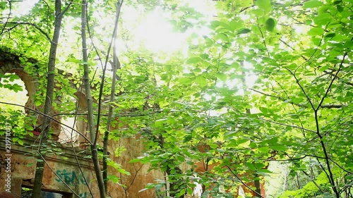 Old destroyed building in forest