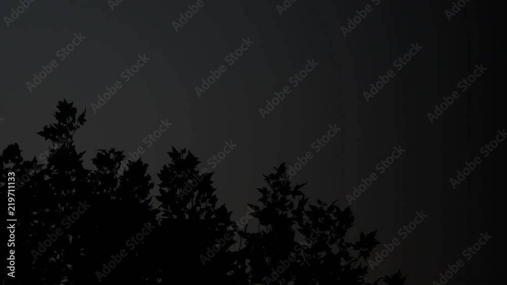 Wind blowing on a tree top. Underexposed, dark night. Black and grey tones. Concept for dangerous nature, mystery, halloween, fear, bad stormy weather, spooky night, blowing in the wind