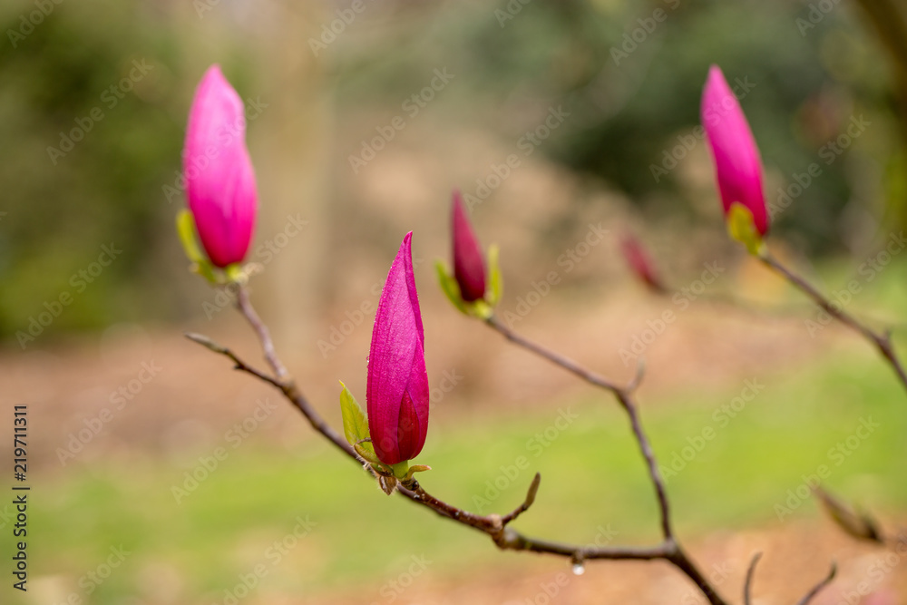 rain covered magnolia blossoms at the US National Arboretum in Washington DC USA rain covered magnolia blossoms at the US National Arboretum in Washington DC USA