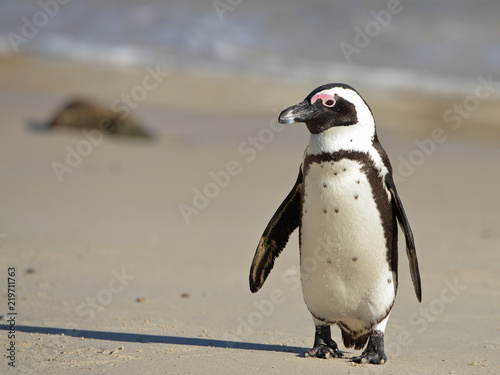 African penguin at sunrise on Boulders Beach, Cape Town, South Africa