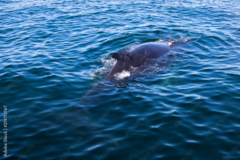 Fototapeta premium Whale watching
