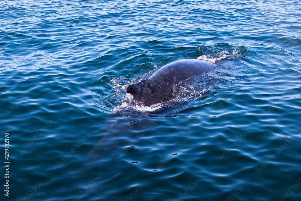 Obraz premium Whale watching