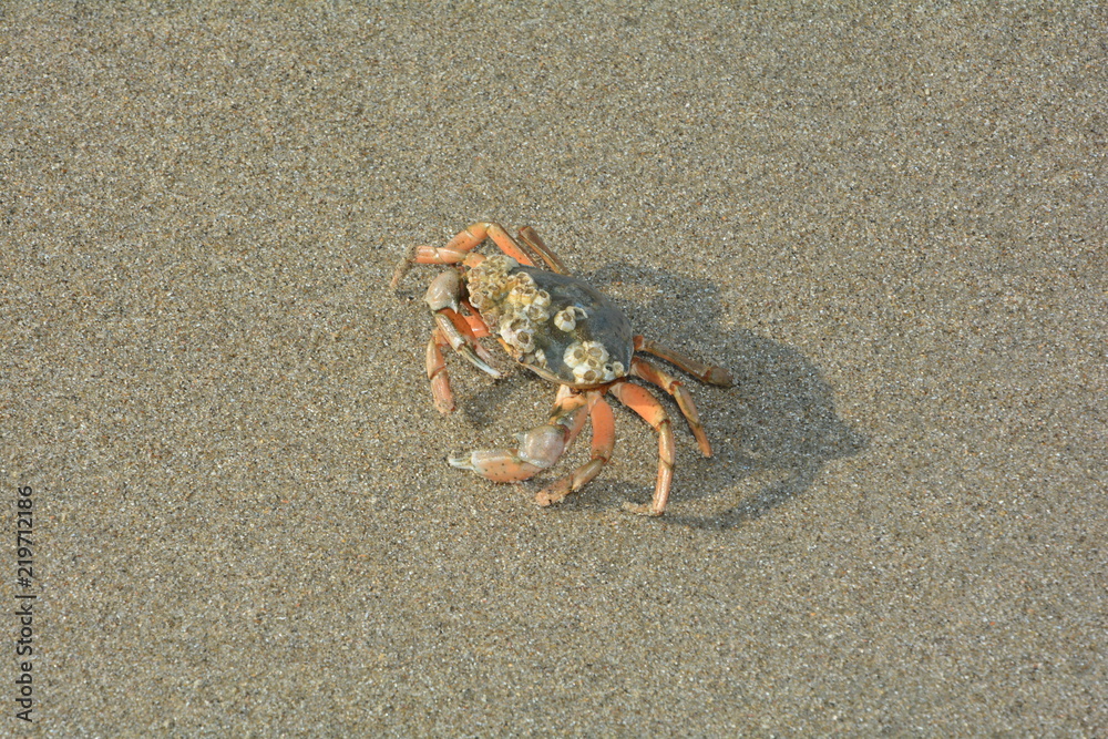 Strandkrabbe im Sand 