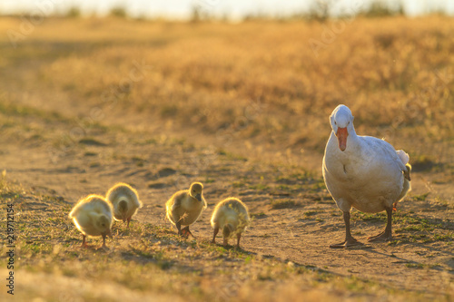 mother goose and goslings on a field road at sunset photo