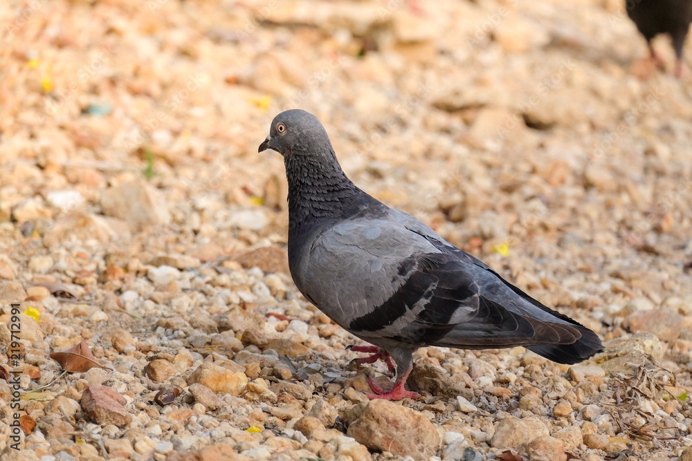 Spotted Dove Spilopelia chinensis bird Spotted Dove Spilopelia chinensis bird