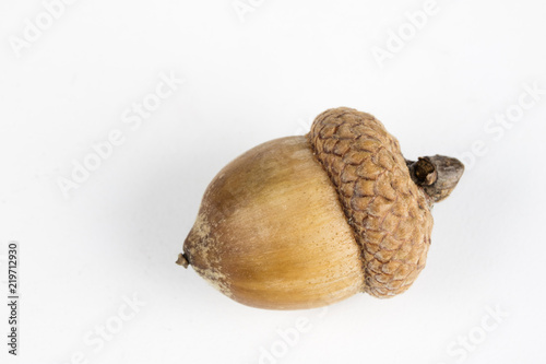 Tree seeds called an oak on a white table. Acorns stacked next to each other.