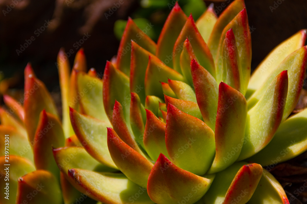 Amazing bright close-up of an Echeveria Colorata succulent plant - also known as the Mexican giant. Amazing bright close-up of an Echeveria Colorata succulent plant - also known as the Mexican giant.
