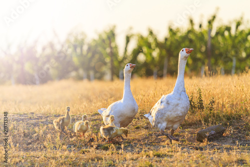 White geese family walking at sunset with sunny hotspot photo