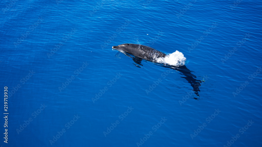 Fototapeta premium Single dolphin swimming alone. Blue water. Dolphin.