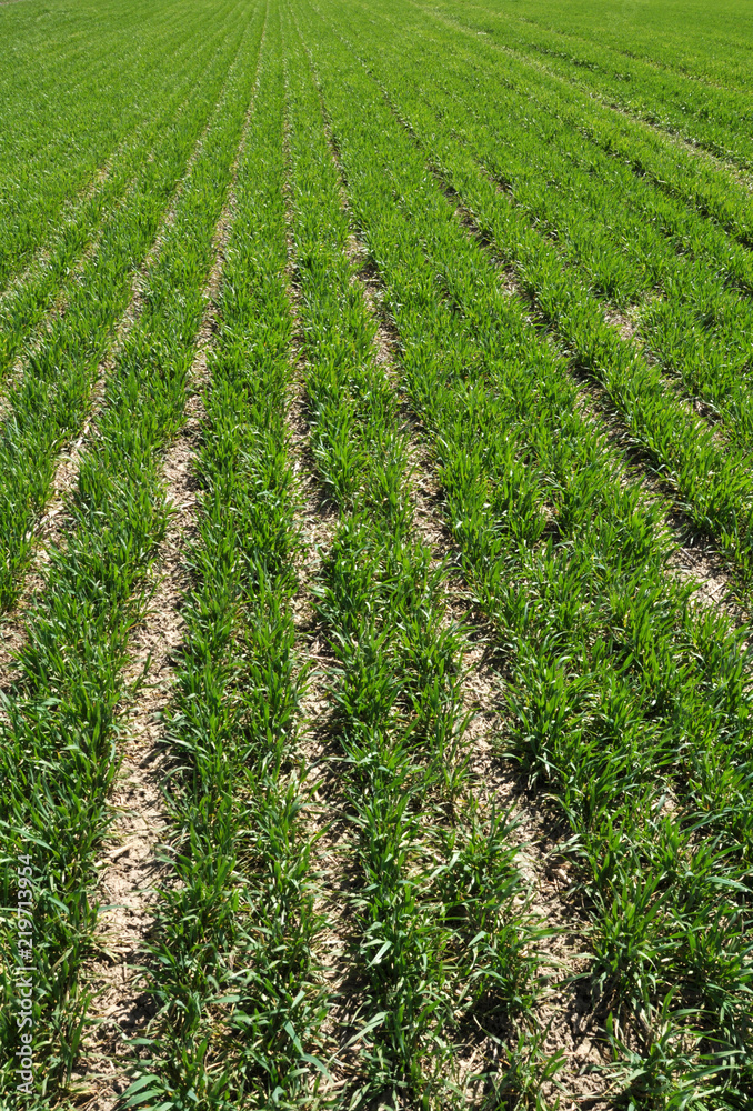 On the field spring crops of winter wheat