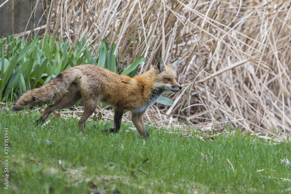 Female red fox hunting in spring Female red fox hunting in spring
