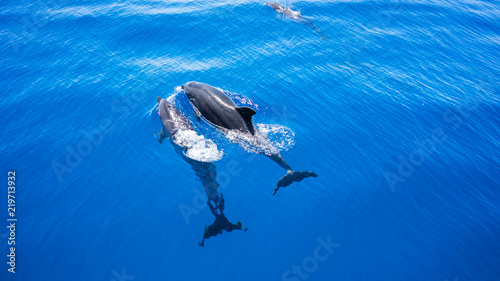2 Dolphins swimming along with one another. Blue water. Dolphins. © Zeed Media