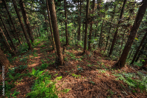 Forest Trail Scenic Area of Langshan - China National Geopark  Xinning County Hunan province. Danxia natural forest scenery  UNESCO Natural World Heritage site. Forest woods and trees  warm sunlight