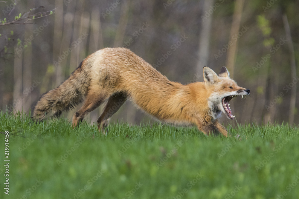 Obraz premium Female red fox hunting in spring