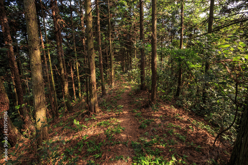 Wallpaper Mural Forest Trail Scenic Area of Langshan - China National Geopark, Xinning County Hunan province. Danxia natural forest scenery, UNESCO Natural World Heritage site. Forest woods and trees, warm sunlight Torontodigital.ca