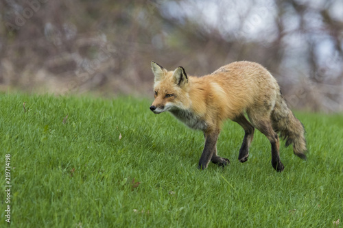 Female red fox hunting in spring