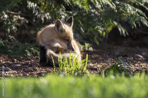 red fox kits in spring © Mircea Costina