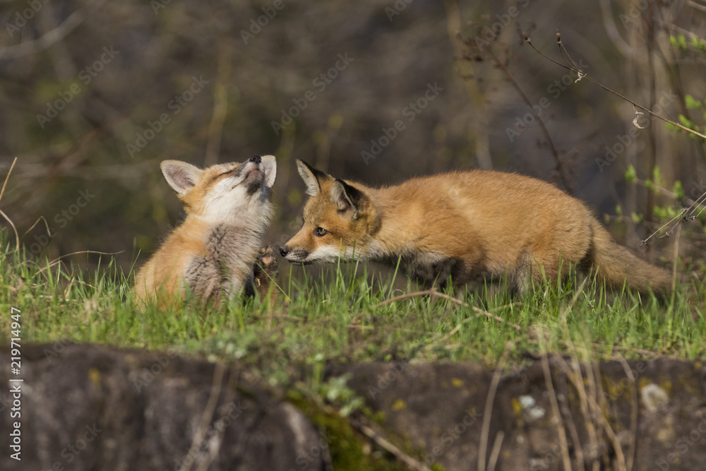 Fototapeta premium red fox kits in spring