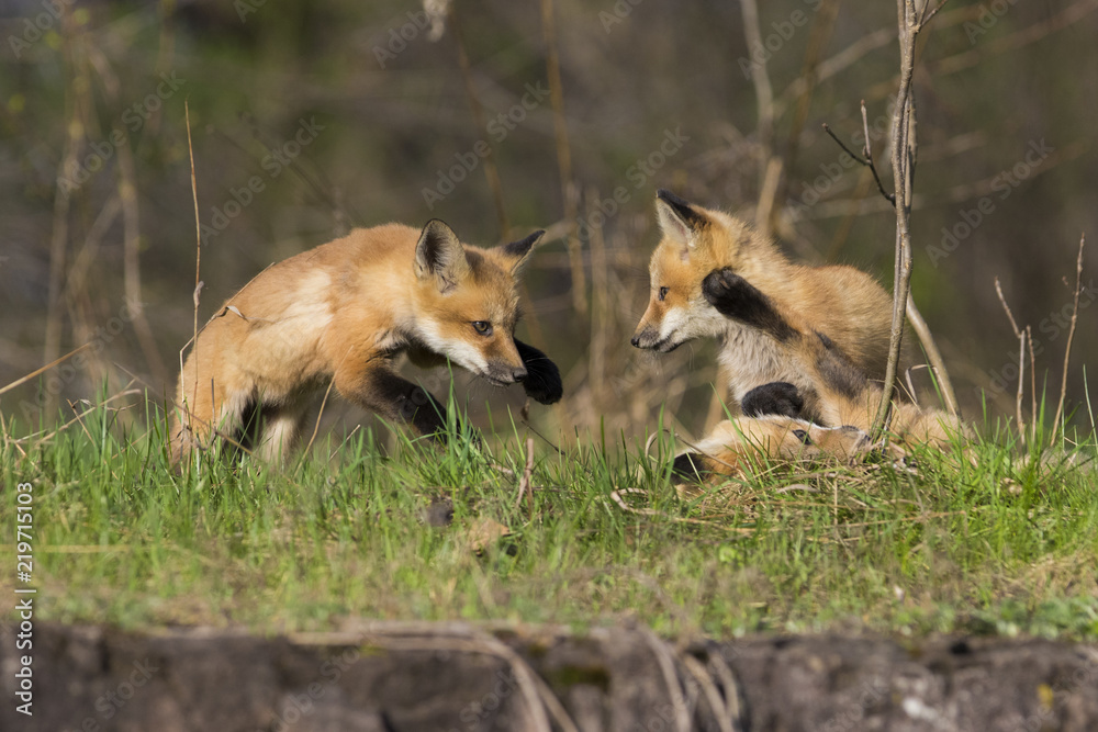 red fox kits in spring