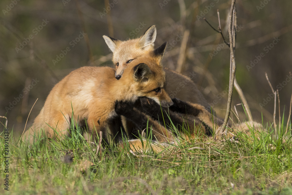 red fox kits in spring red fox kits in spring