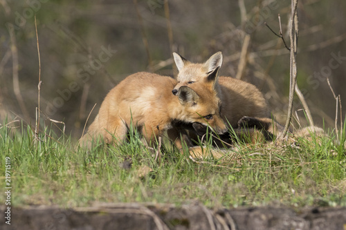 red fox kits in spring