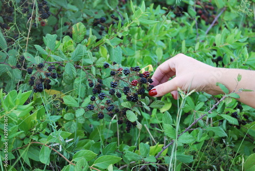Picking Blackberries