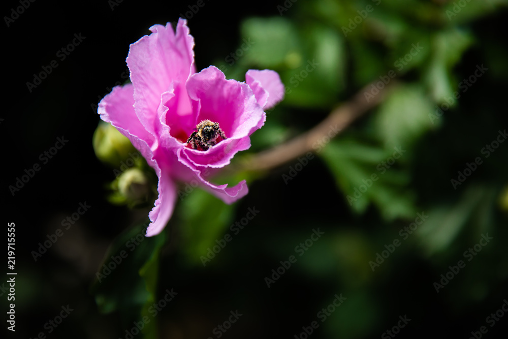 Obraz premium Flower