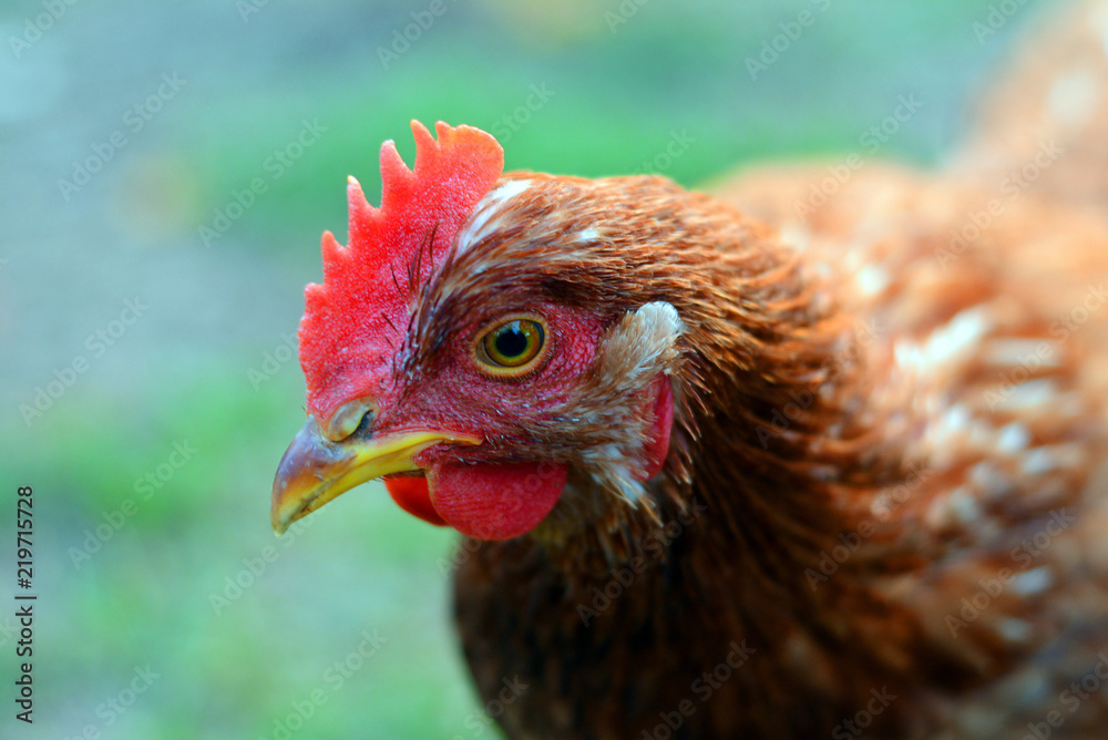 Red, the chicken