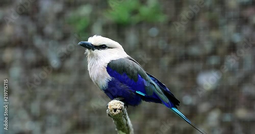 Beautiful Blue-Bellied Roller (Coracias Cyanogaster) Perched on a Tree Branch. Close Up Portrait - DCi 4K Resolution
 photo