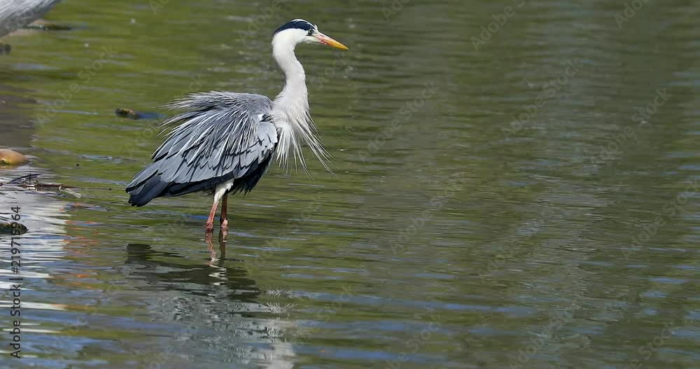 Grey Heron Walking On Water, Bird In The Reflection In The Water. Close Up Portrait - DCi 4K Resolution
Grey Heron Walking On Water, Bird In The Reflection In The Water. Close Up Portrait - DCi 4K Resolution