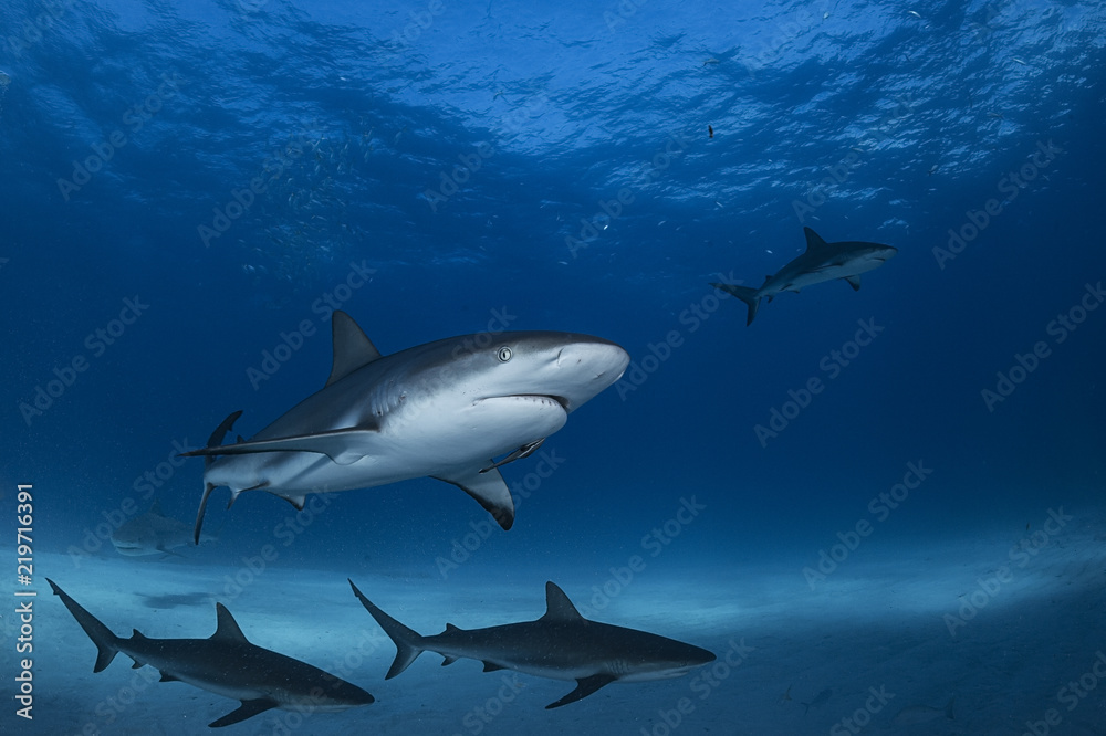 Fototapeta premium Caribbean Reef Shark Swimming underwater in Atlantic Ocean Bahamas