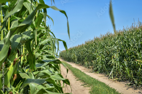 Tela Road through corn fields. Close up.