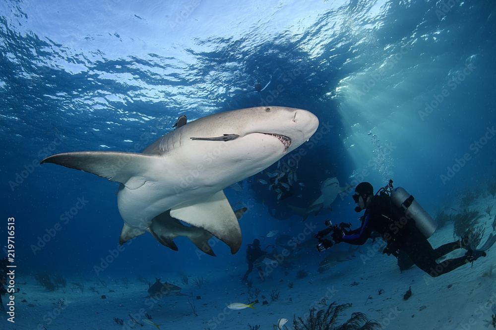 Lemon Shark Swimming underwater in Atlantic Ocean Bahamas Stock Photo