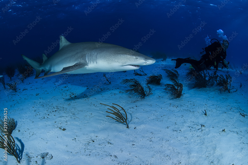 Lemon Shark Swimming underwater in Atlantic Ocean Bahamas Stock Photo
