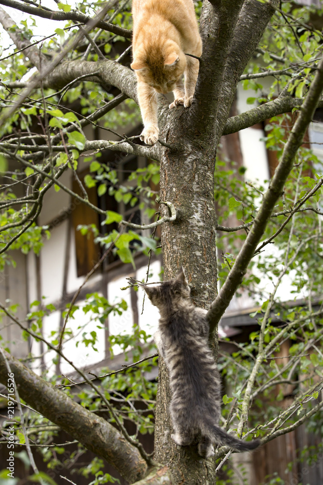 at and Kitten climbing on a Tree