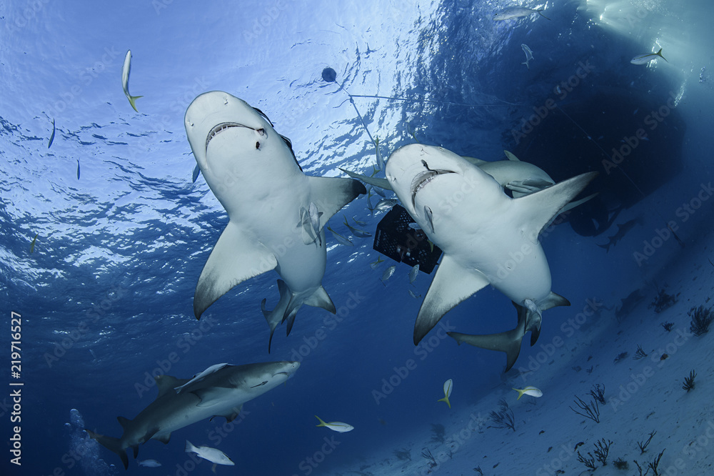 Lemon Shark Swimming underwater in Atlantic Ocean Bahamas Stock Photo