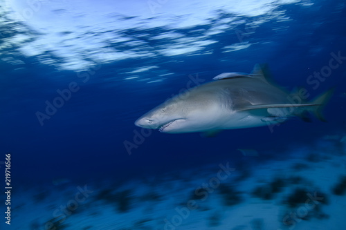 Lemon Shark Swimming underwater in Atlantic Ocean Bahamas