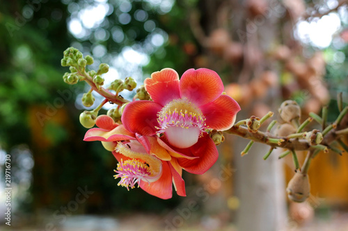 фотографія beautiful cannonball tree with nature background