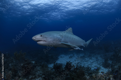 Tiger Shark Swimming underwater in Atlantic Ocean Bahamas